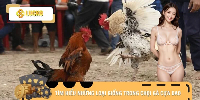 Tìm hiểu những loại giống trong chọi gà cựa dao